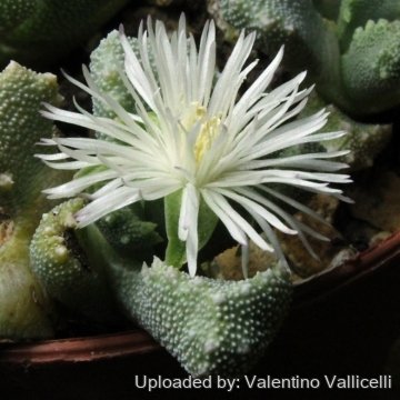 Stomatium niveum