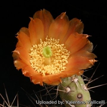 Maihueniopsis darwinii
