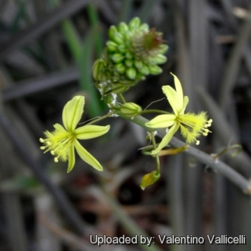 Bulbine frutescens