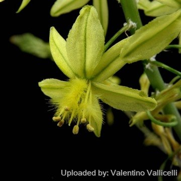 Bulbine frutescens