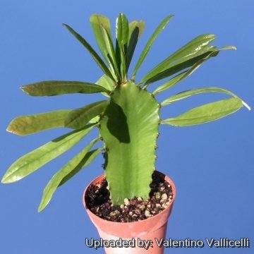 Euphorbia antiquorum