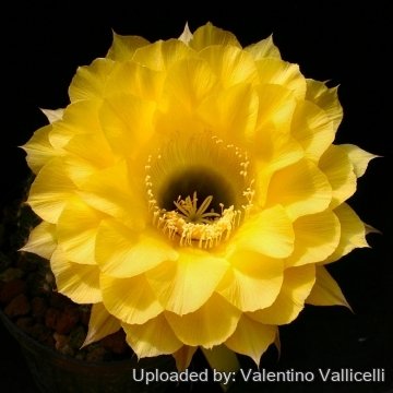 Echinopsis cv. Coquette