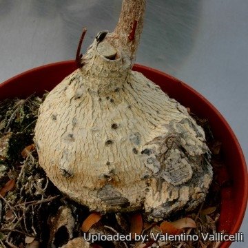 Delonix decaryi