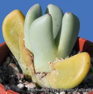 Conophytum vlakmynense