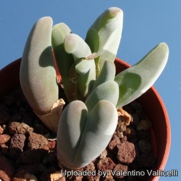 Gibbaeum shandii