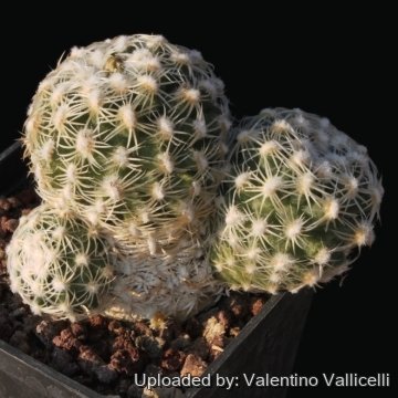 Pediocactus bradyi