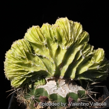 Astrophytum myriostigma cv. Hakuun nudum cristatum variegatum