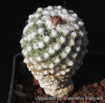 Pediocactus winkleri