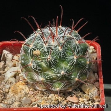 Mammillaria longiflora subs. stampferi
