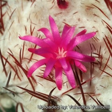 Melocactus curvispinus subs. caesius