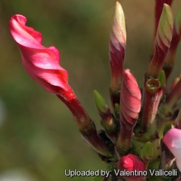 Plumeria rubra