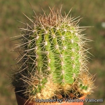 Echinopsis huascha var. grandiflora f. herzogii
