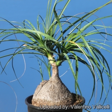 Beaucarnea recurvata