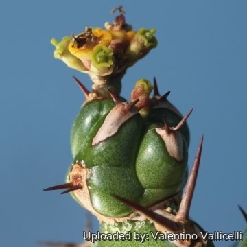 Euphorbia handiensis