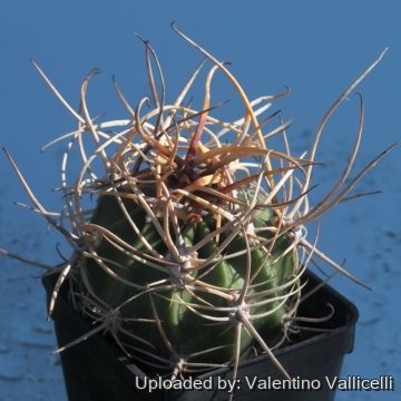Echinopsis ferox