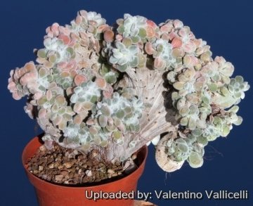 Echeveria setosa f. cristata