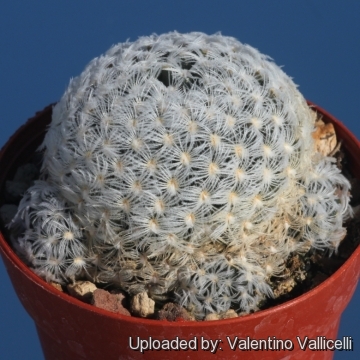 Mammillaria crinita subs. duwei f. inermis