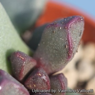 Psammophora longifolia