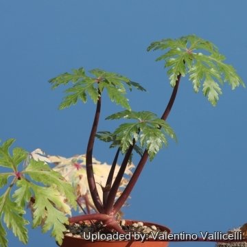 Geranium maderense