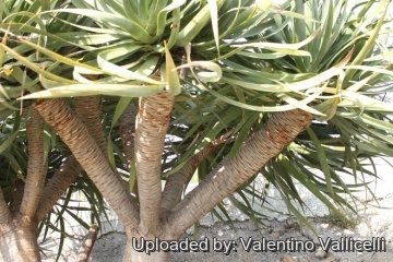 Dracaena draco