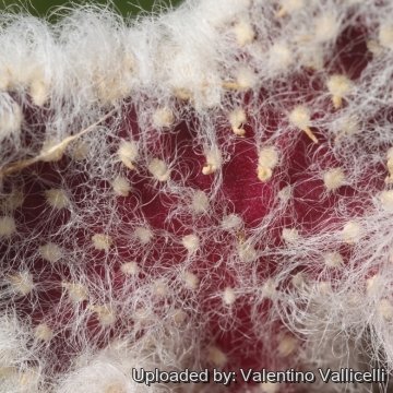 Austrocylindropuntia vestita f. cristata