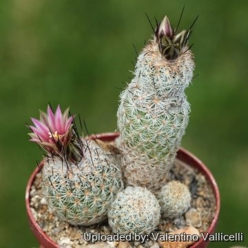 Turbinicarpus mandragora subs. zaragosae