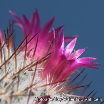 Mammillaria floresii