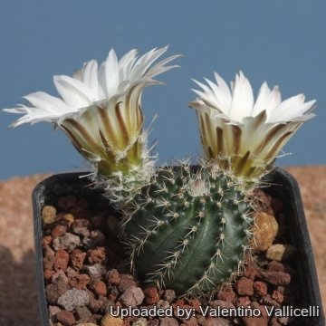 Echinocereus pulchellus subs. sharpii