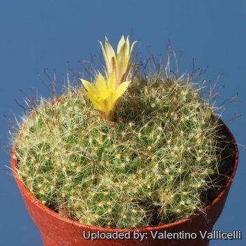 Mammillaria surculosa