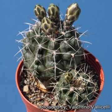 Gymnocalycium gibbosum var. nigrum