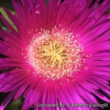 Carpobrotus acinaciformis