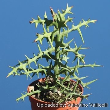 Euphorbia stenoclada