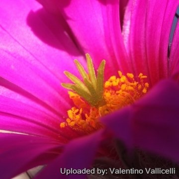 Mammillaria guelzowiana