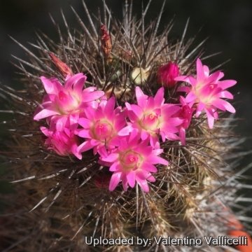 Eriosyce subgibbosa var. wagenknechtii