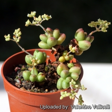 Crassula elegans subs. namibensis