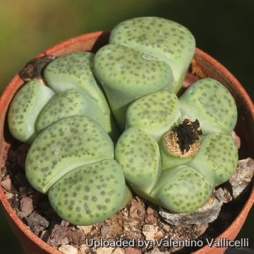 Lithops fulviceps C363 Locality unknown (Namibia) cv. Aurea
