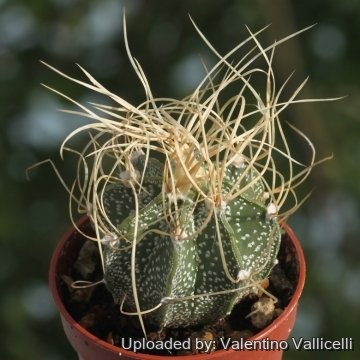 Astrophytum capricorne subs. senile cv. Krausii