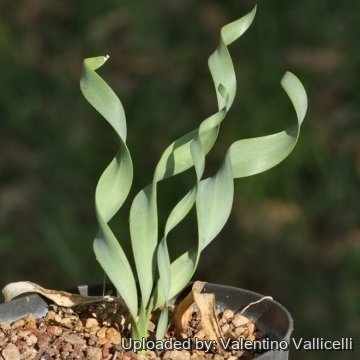 Cyrtanthus spiralis