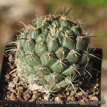 Coryphantha longicornis