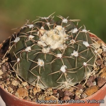 Gymnocalycium guerkeanum