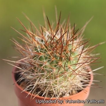 Rebutia robustispina