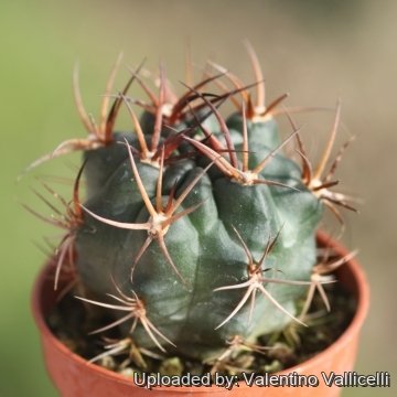 Echinopsis haematantha subs. hualfinensis