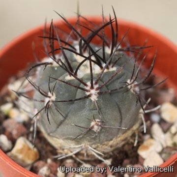 Eriosyce megliolii