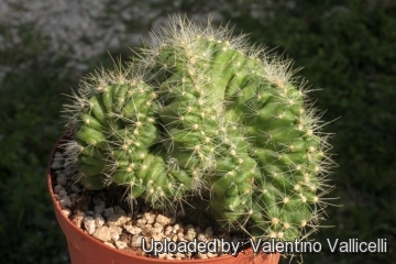 Echinocereus pentalophus f. cristatus