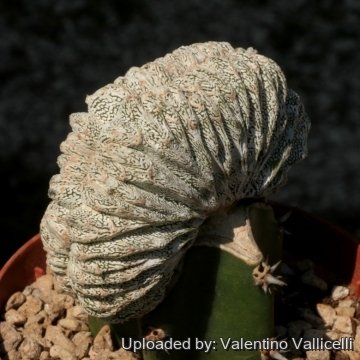 Astrophytum myriostigma cv. Onzuka cristata