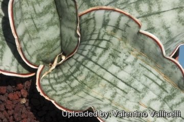 Sansevieria kirkii cv. Silver Blue