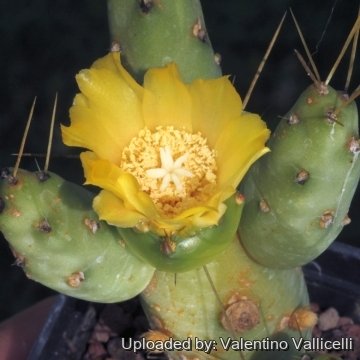 Cumulopuntia boliviana WG086