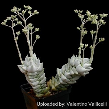 Crassula cornuta