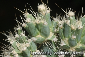 Leuchtenbergia principis f. monstruosa