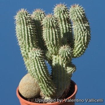 Hoodia gordonii